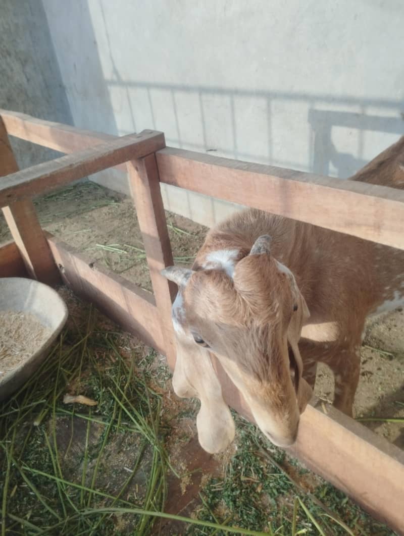 Bakra 1