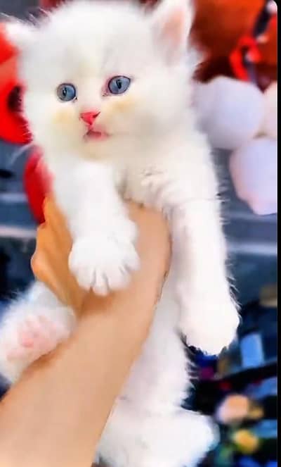 (Persian female kitten) (for sale all) (Pakistan delivery available)