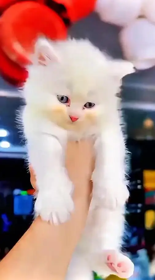(Persian female kitten) (for sale all) (Pakistan delivery available) — photo 3