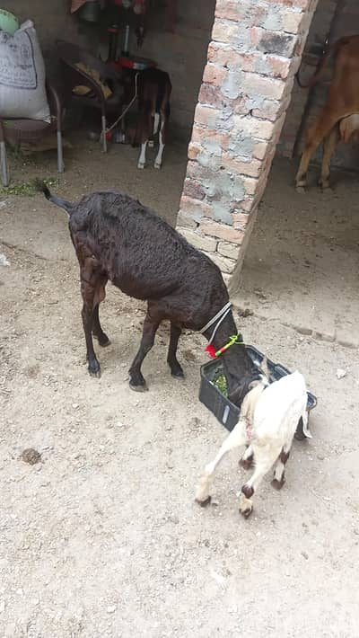 goat with  female kid avilabel .  for sale low price