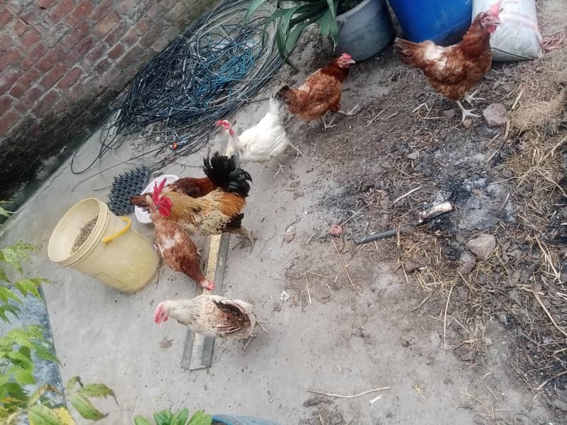 انڈے دینے والی 6 مرغیاں اور ایک بڑا مرغا 0