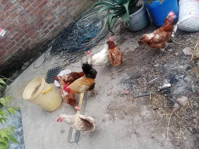 انڈے دینے والی 6 مرغیاں اور ایک بڑا مرغا