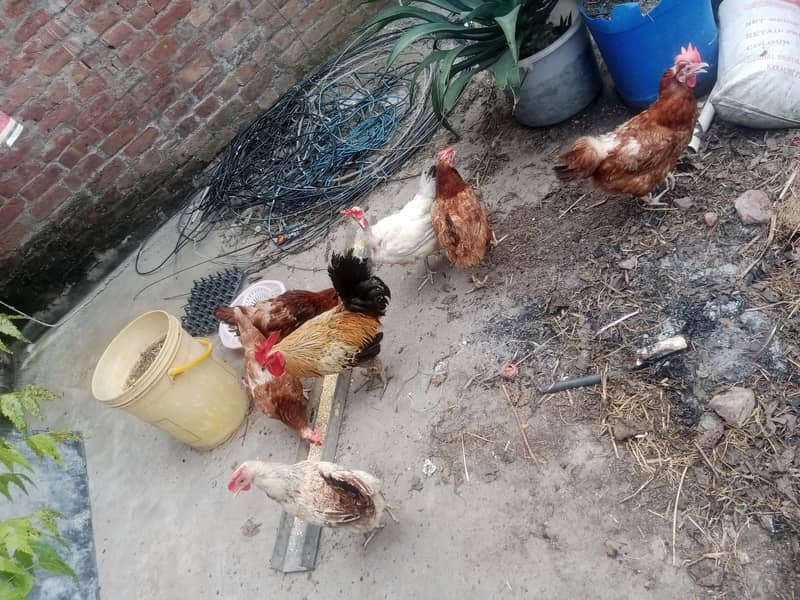 انڈے دینے والی 6 مرغیاں اور ایک بڑا مرغا 1