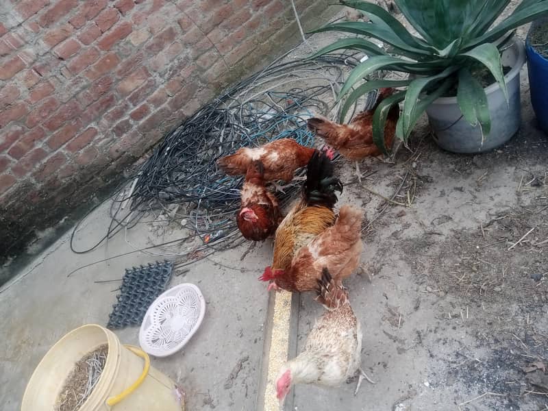 انڈے دینے والی 6 مرغیاں اور ایک بڑا مرغا 2