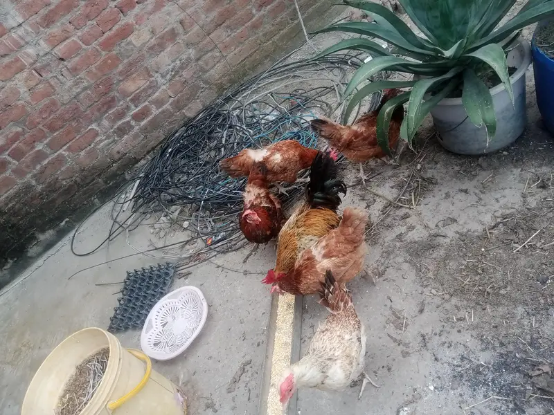 انڈے دینے والی 6 مرغیاں اور ایک بڑا مرغا — photo 3