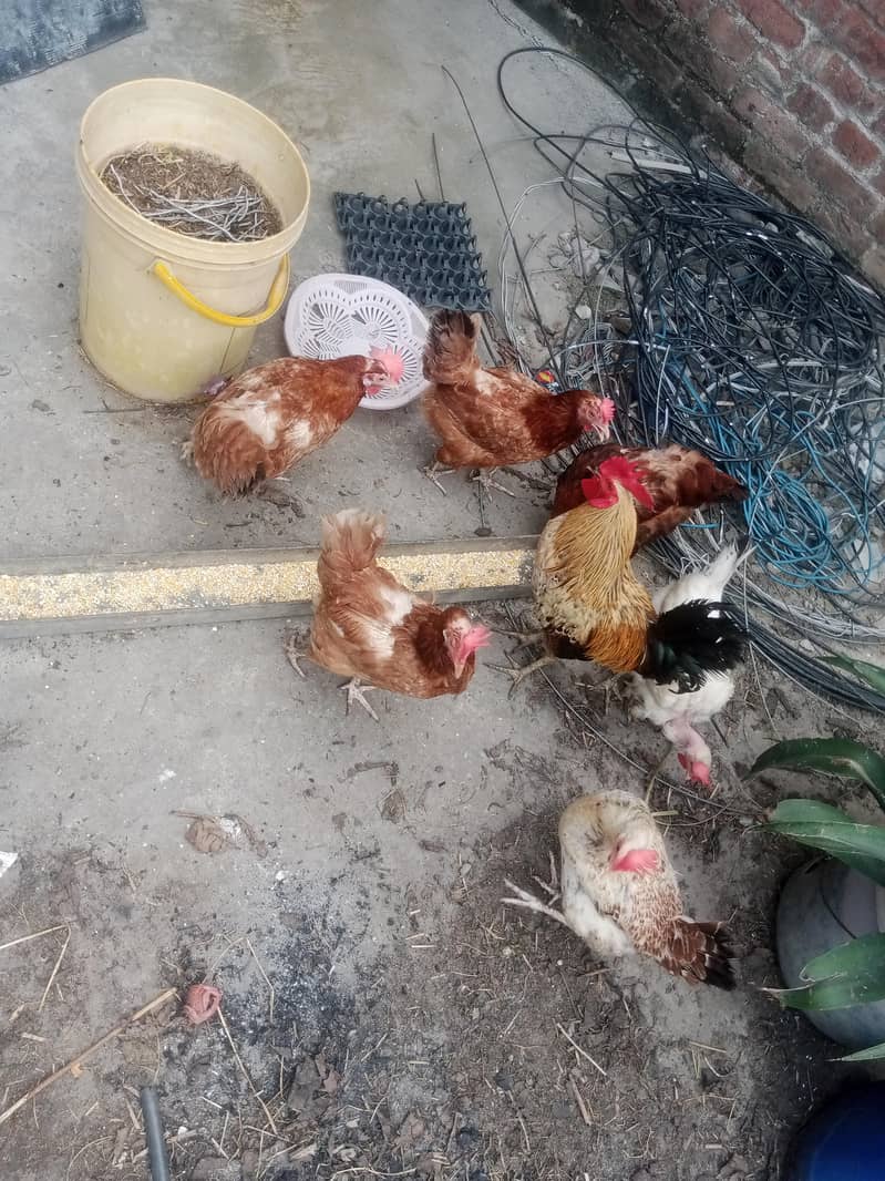 انڈے دینے والی 6 مرغیاں اور ایک بڑا مرغا 4