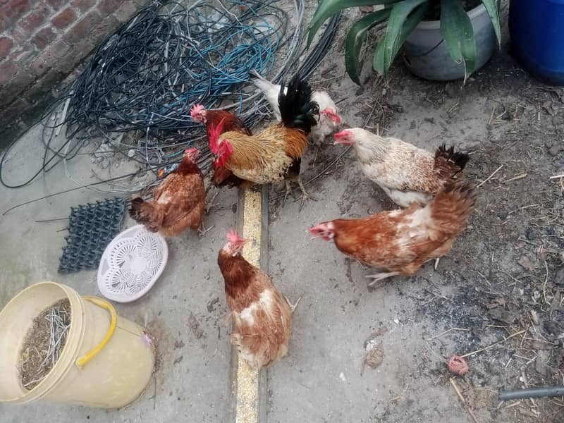 انڈے دینے والی 6 مرغیاں اور ایک بڑا مرغا 5