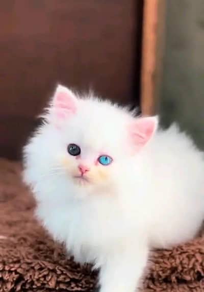Persian cat for sale male  femal my   0324845367eight hai WhatsApp