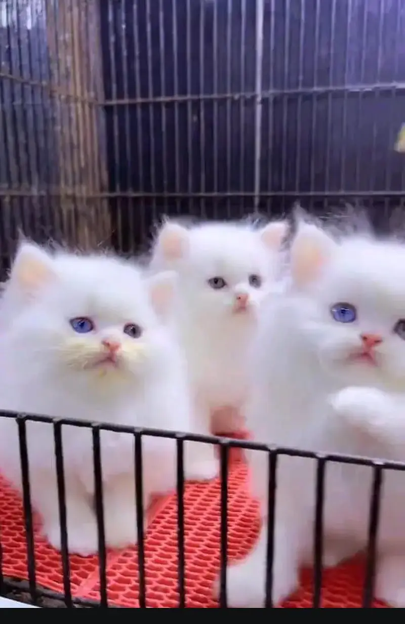 Persian cat for sale male  femal my   0324845367eight hai WhatsApp — photo 2