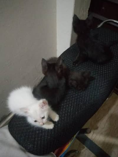 Persian kitten @ persian cat @ kitten @ white kitten @ cat @ Siamese