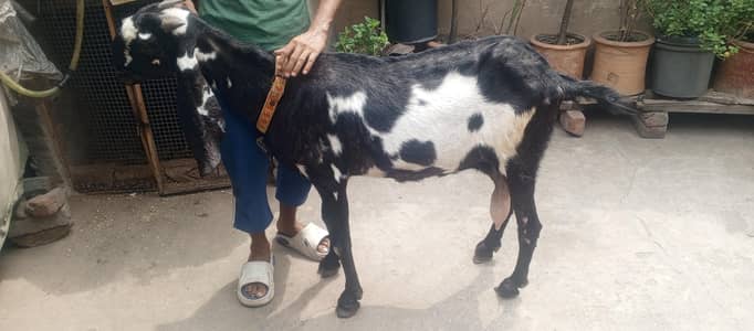 nagra bital jisna Lani hai wo e rabta kara