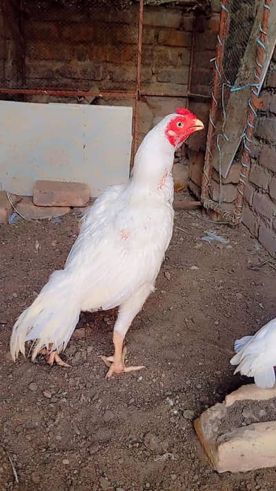 Heera patha
