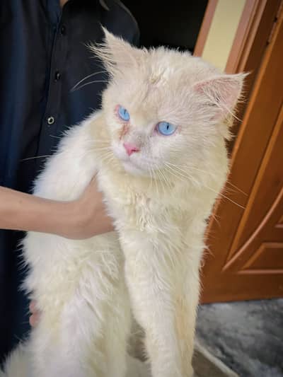 Cat male with color