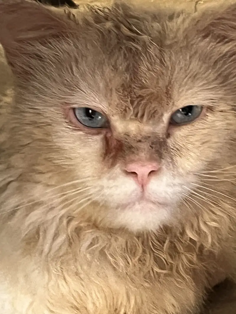 Cat male with color — photo 3