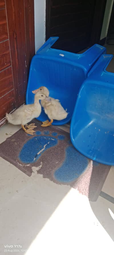 beautiful duck pair