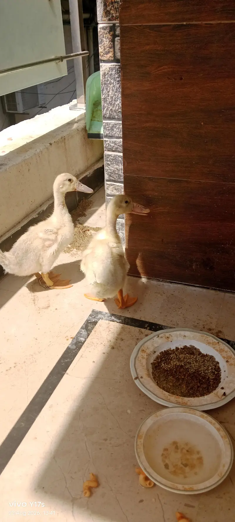 beautiful duck pair — photo 2