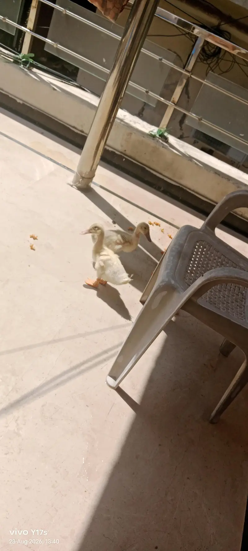 beautiful duck pair — photo 3