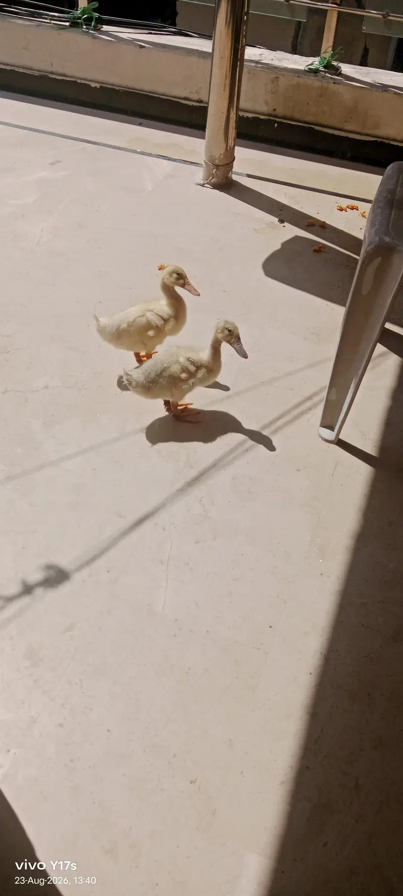 beautiful duck pair — photo 4