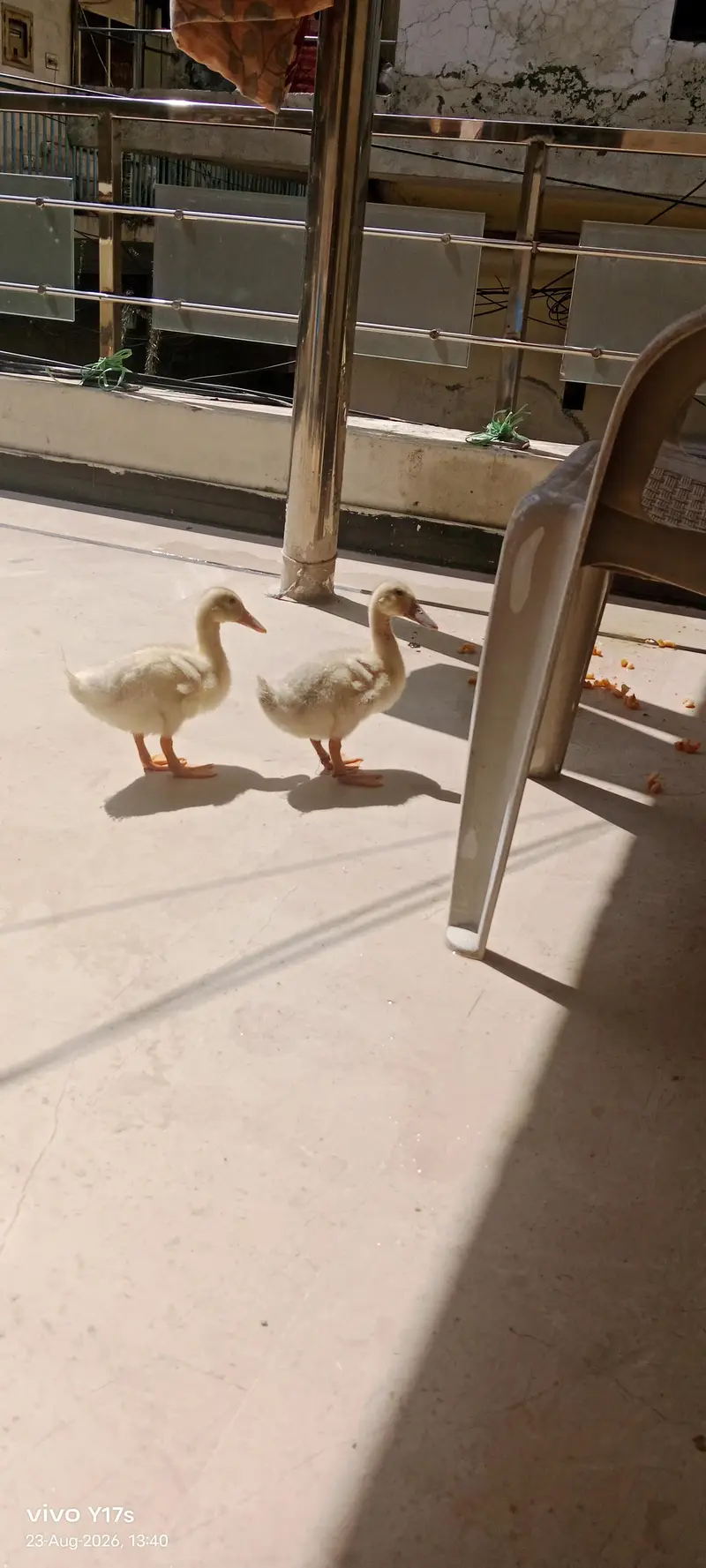 beautiful duck pair — photo 5