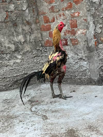 Burmi Pkoya patha