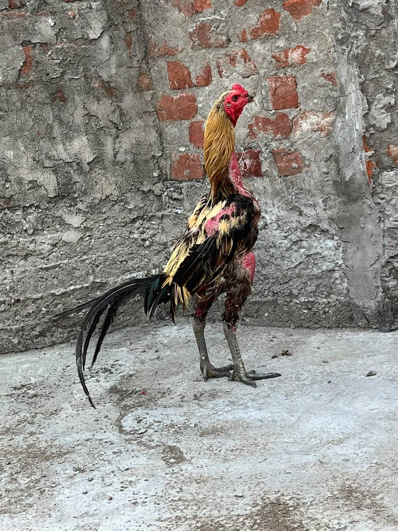 Burmi Pkoya patha 0