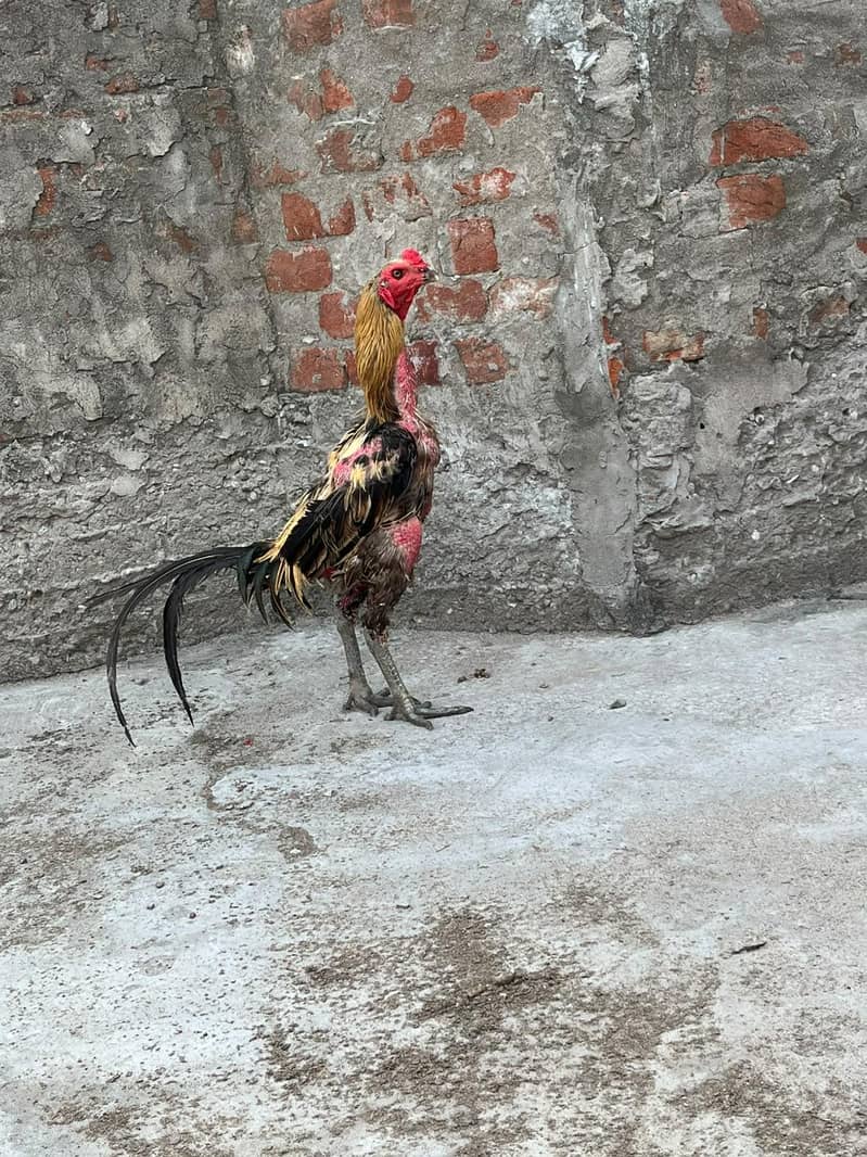 Burmi Pkoya patha 1