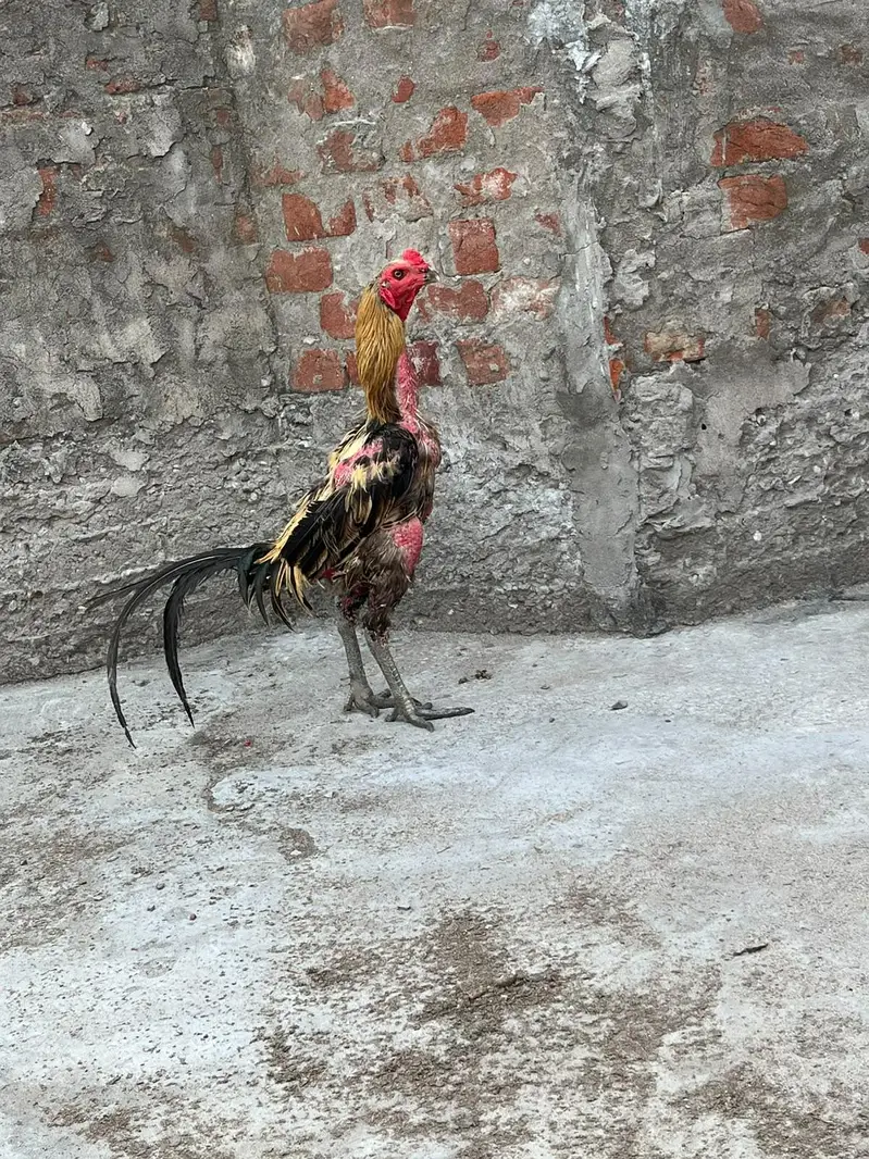 Burmi Pkoya patha — photo 2