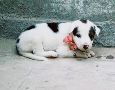 Adorable Pitbull Puppy