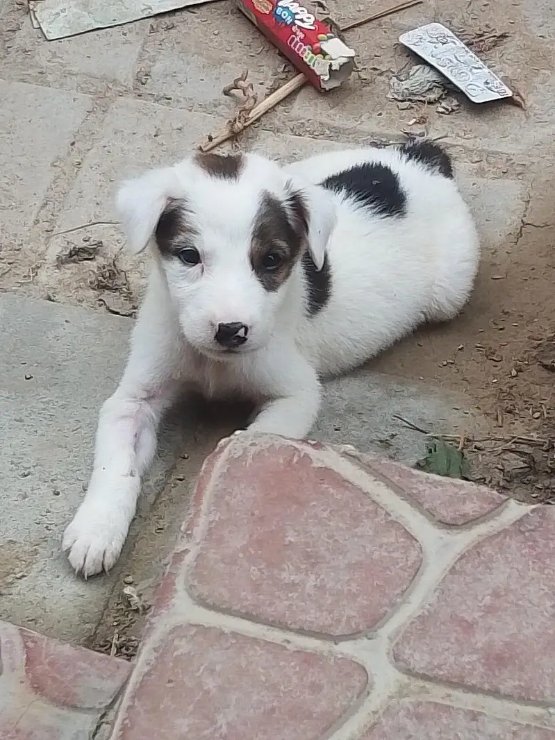 Adorable Pitbull Puppy — photo 2
