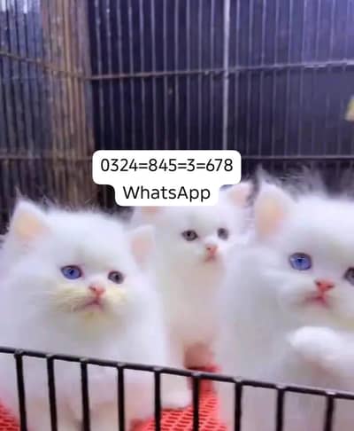 Persian cat for sale male  femal my   0324845367eight hai WhatsApp