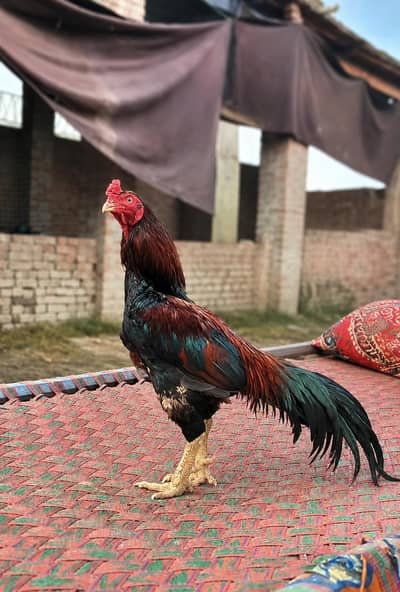 Pure Reza Aseel