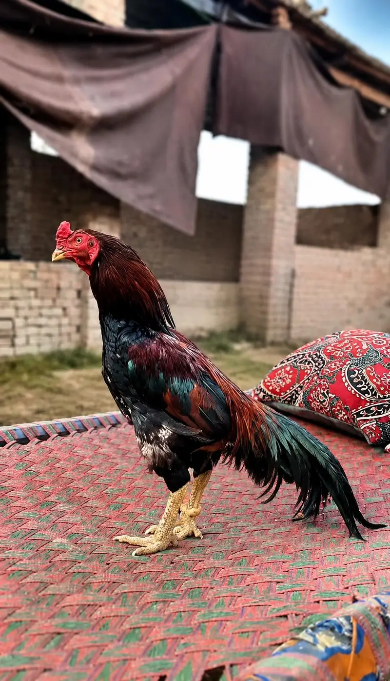 Pure Reza Aseel — photo 2