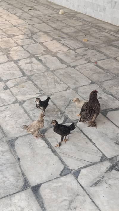 1 female hen with 5 chicks (bachy)