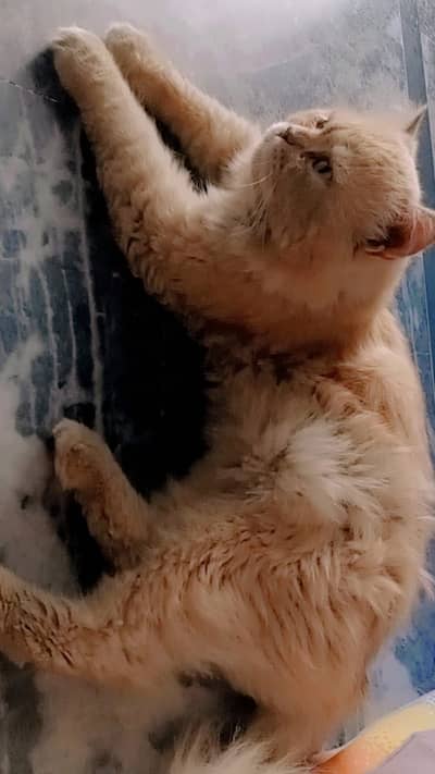 Persian male cat for sale