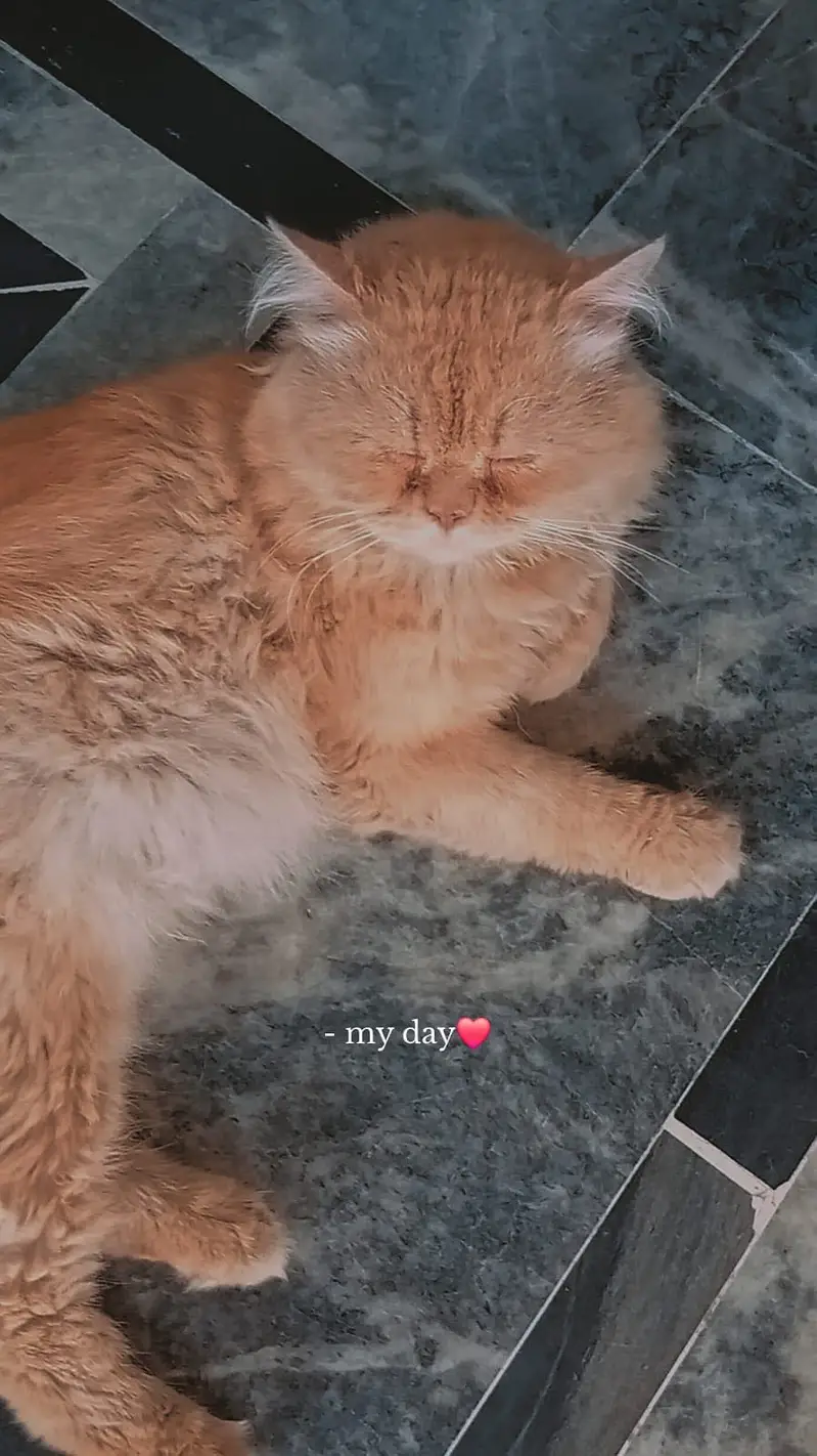 Persian male cat for sale — photo 2
