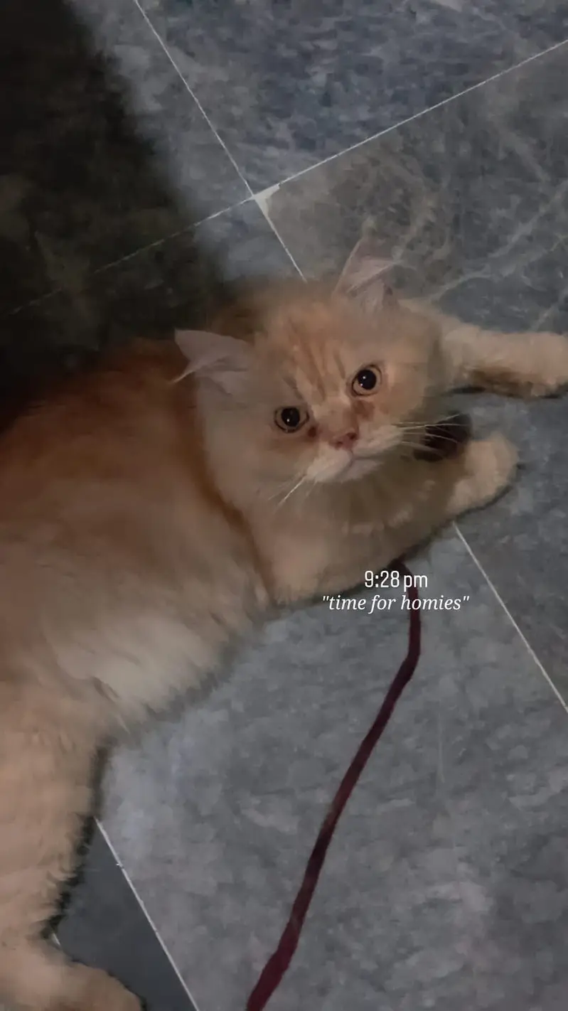 Persian male cat for sale — photo 3