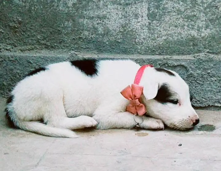 Adorable Pitbull Puppy — photo 3