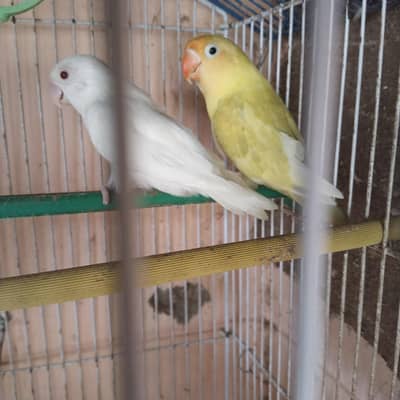 love bird pair