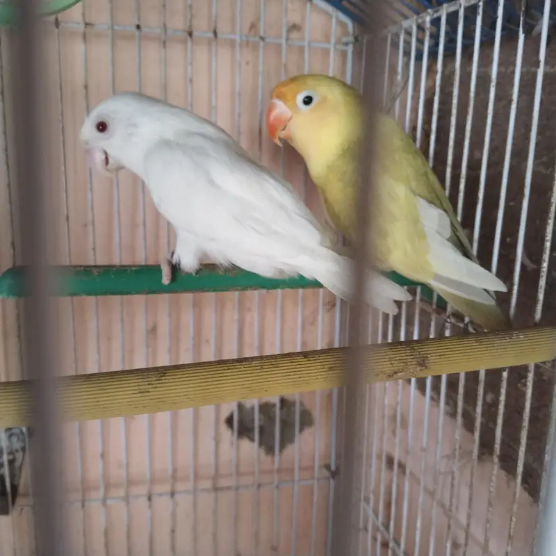 love bird pair — photo 2