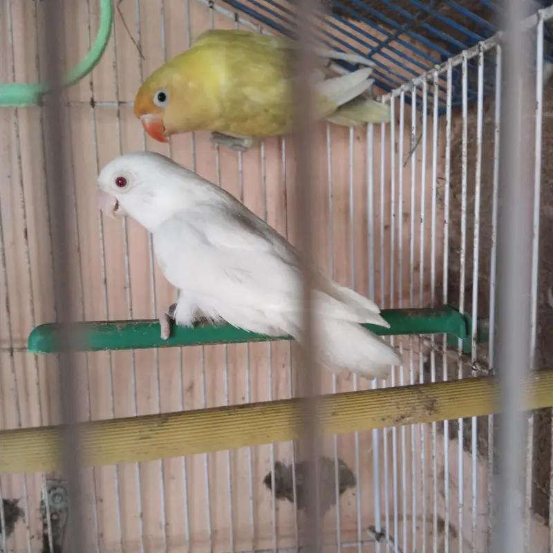 love bird pair — photo 3