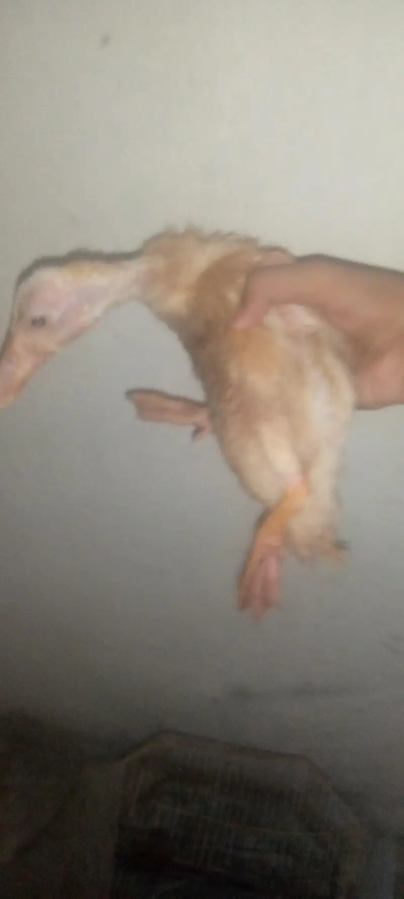 ducks