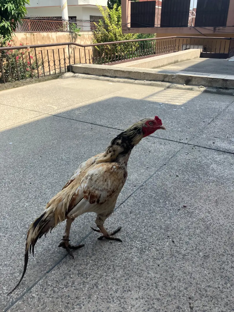 Shajra Aseel Male For Sale — photo 2