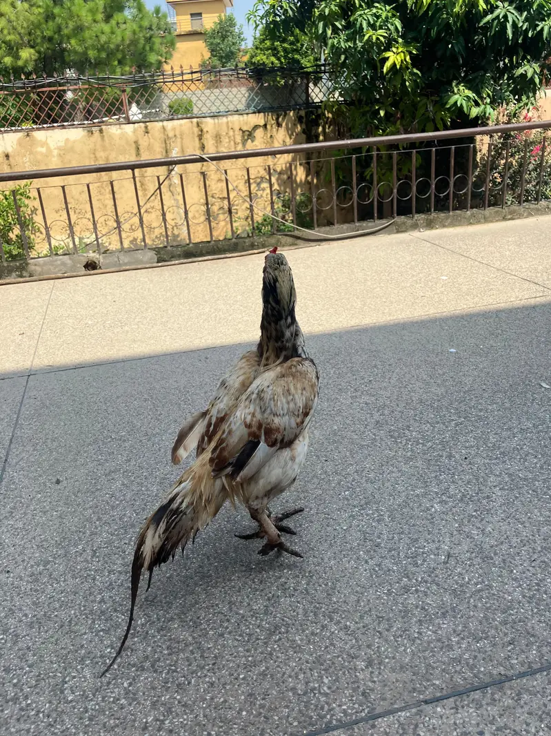 Shajra Aseel Male For Sale — photo 4