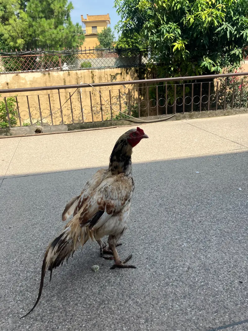 Shajra Aseel Male For Sale — photo 5