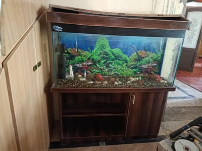 4ft × 2ft large glass aquarium