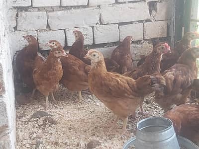 RIR Pullets/pathay 10 weeks age Rhode Island Red
