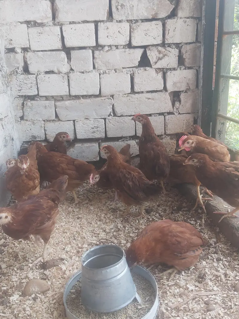 RIR Pullets/pathay 10 weeks age Rhode Island Red — photo 2