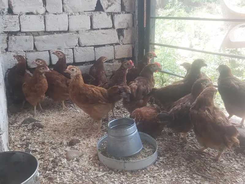 RIR Pullets/pathay 10 weeks age Rhode Island Red — photo 3