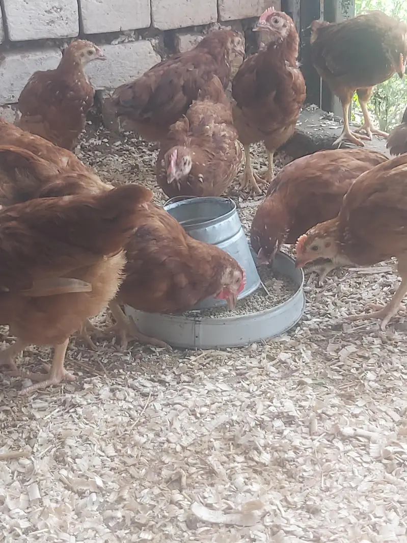 RIR Pullets/pathay 10 weeks age Rhode Island Red — photo 4