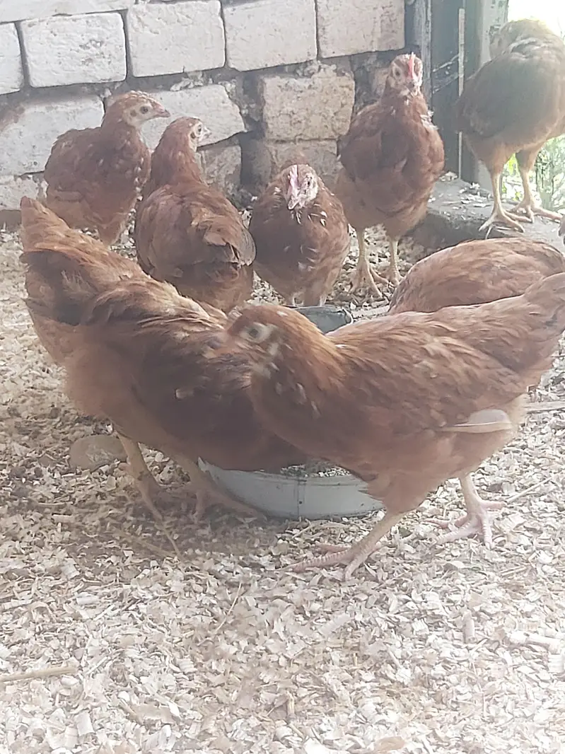 RIR Pullets/pathay 10 weeks age Rhode Island Red — photo 5